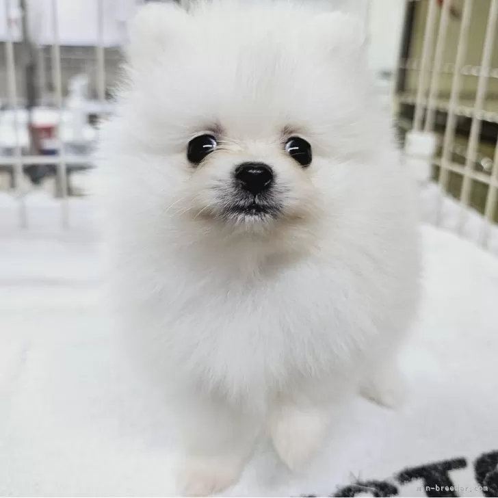 ID：2409-00687の子犬