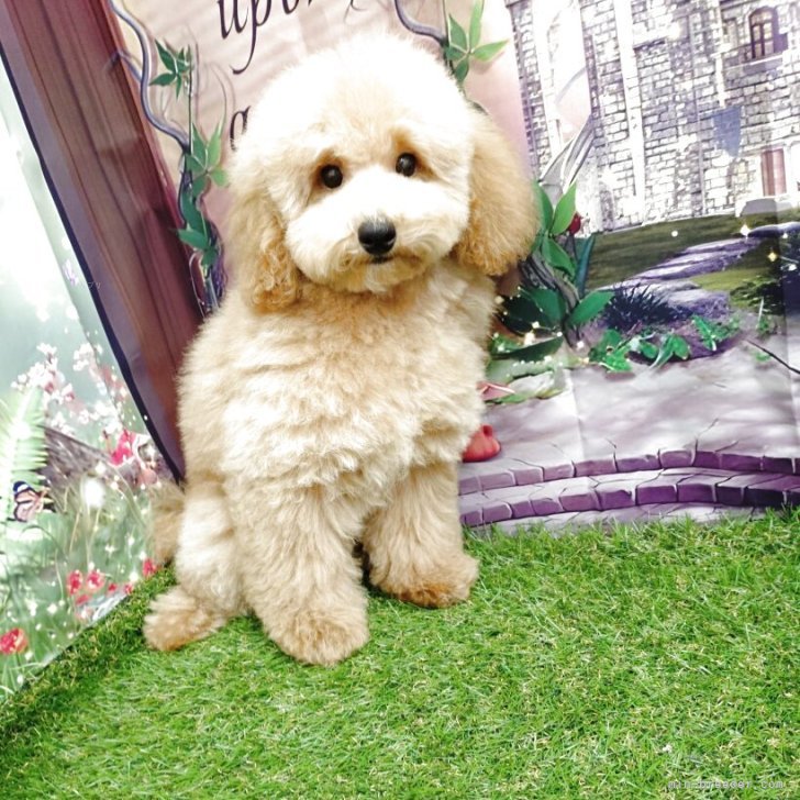 ブリーダー画像