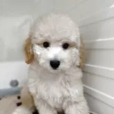 トイプードル(トイ)