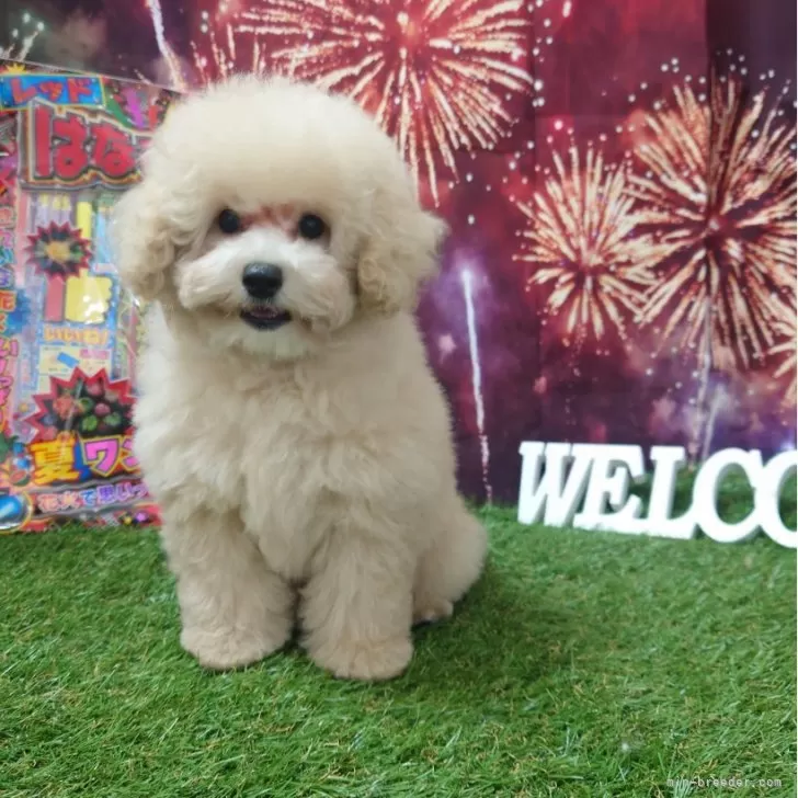 ID：2407-04807の子犬