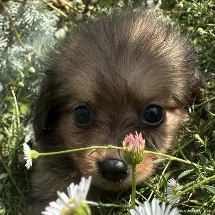 ID：2508-00695の子犬
