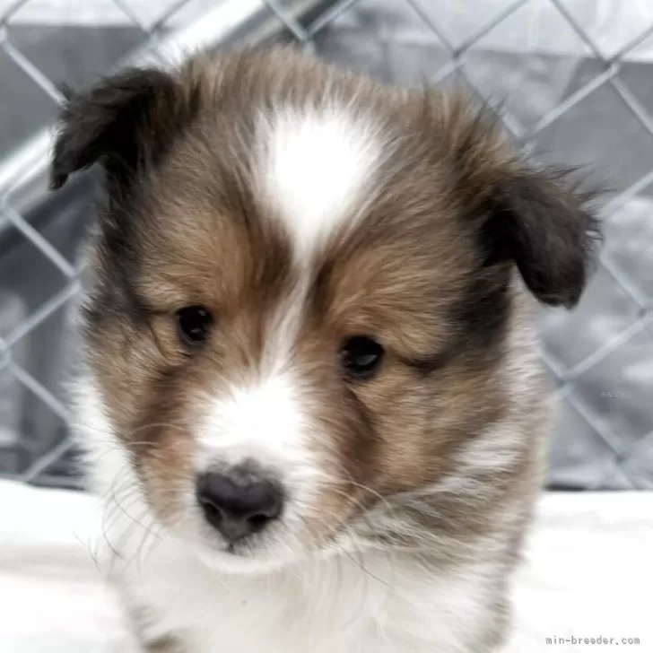 T.S とても優しいお人柄がうかかえました。安心して仔犬を迎える事が出来ました。ありがとうございました。 様のお迎えした子犬