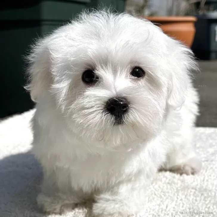 ID:2502-04470の子犬