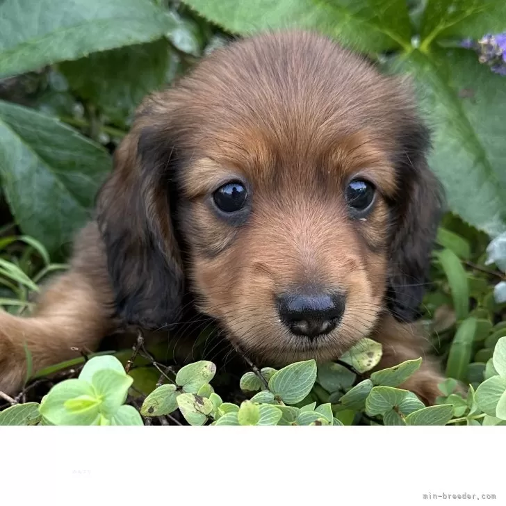 ID：2507-00032の子犬