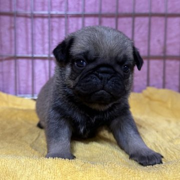 パグ【福岡県・男の子・2025年11月25日・フォーン】の写真「むちむち🫧」