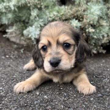 ミニチュアダックスフンド(ロング)【福岡県・男の子・2025年10月14日・シェーデッドイエロー】の写真「かわいい🫧」