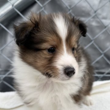 シェットランドシープドッグ【福岡県・男の子・2025年2月4日・セーブルアンドホワイト】の写真「お値下げ中🩷」