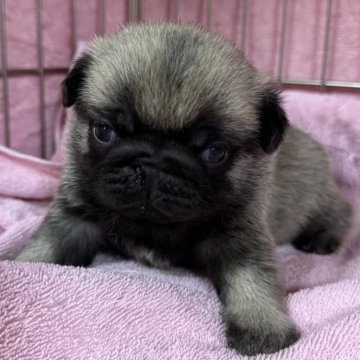 パグ【福岡県・男の子・2025年11月8日・フォーン】の写真「むちむち🫧可愛い」