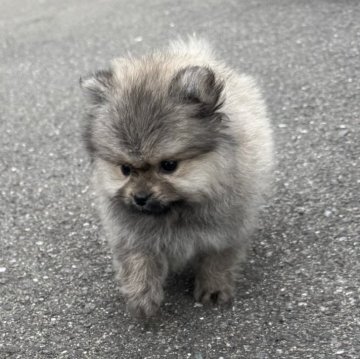 ポメラニアン【福岡県・女の子・2025年9月23日・ウルフセーブル】の写真「ふわふわで小さな可愛い子です🍀」