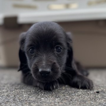 ミニチュアダックスフンド(ロング)【福岡県・男の子・2025年10月14日・ブラック】の写真「かわいい🫧」