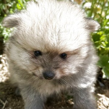 ポメラニアン【福岡県・男の子・2025年2月24日・ウルフセーブル】の写真「ふわふわモコモコ」