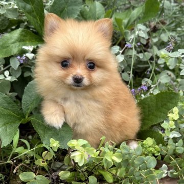 ポメラニアン【福岡県・女の子・2025年5月1日・オレンジ】の写真「ふわふわモコモコ🌸」