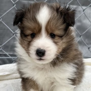 シェットランドシープドッグ【福岡県・男の子・2025年2月4日・セーブルアンドホワイト】の写真「ふわふわ可愛い🩷」