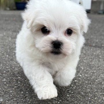 マルチーズ【福岡県・男の子・2025年11月10日・ホワイト】の写真「ふわふわ🫧」