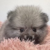 ポメラニアン