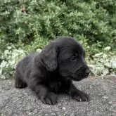 ミニチュアダックスフンド(ロング)【福岡県・男の子・2025年10月14日・ブラック】の写真2