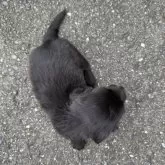 ミニチュアダックスフンド(ロング)【福岡県・男の子・2025年10月14日・ブラック】の写真5