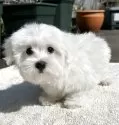 マルチーズ【福岡県・男の子・2025年1月11日・ホワイト】の写真2