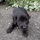 ミニチュアダックスフンド(ロング)【福岡県・男の子・2025年10月14日・ブラック】の写真8