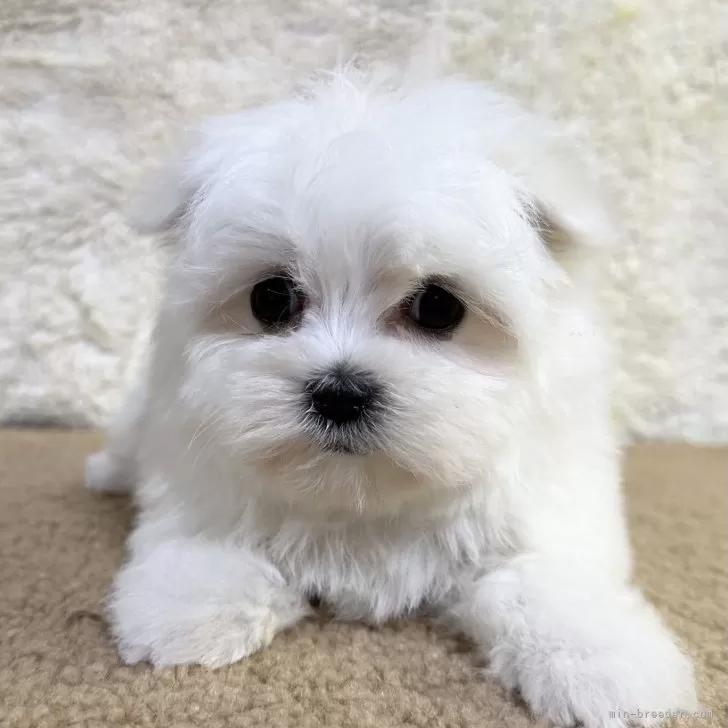 ID：2402-06252の子犬