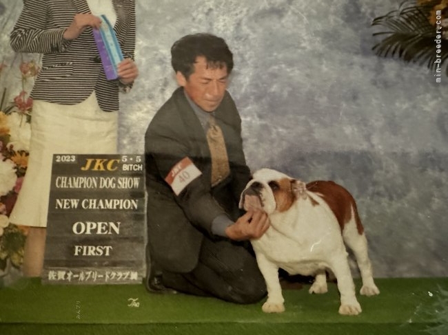 ブルドッグ【・女の子・2021年2月23日・レッドアンドホワイト】