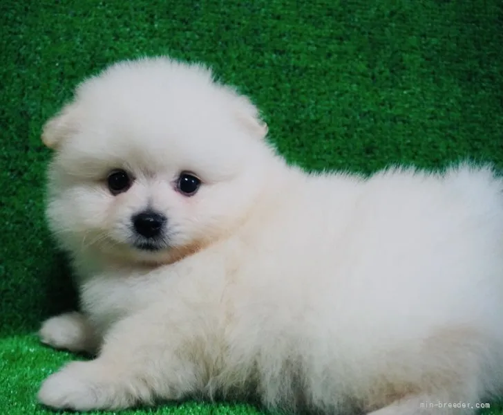 ID：2107-01244の子犬