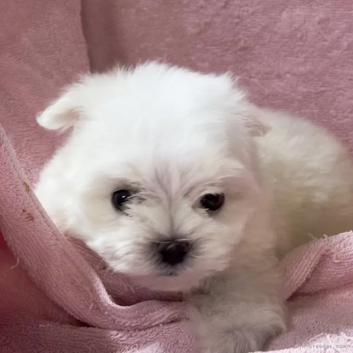 ID：2408-06963の子犬