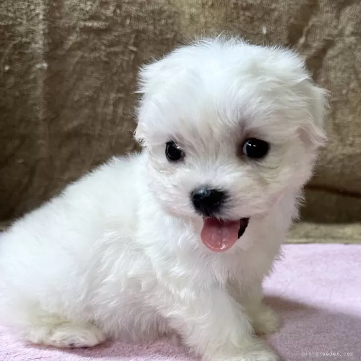 ID：2411-00252の子犬