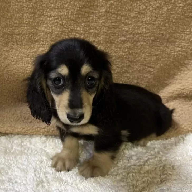 ID：2407-02462の子犬