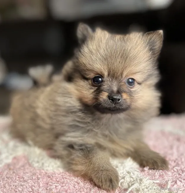 ID：2203-00449の子犬