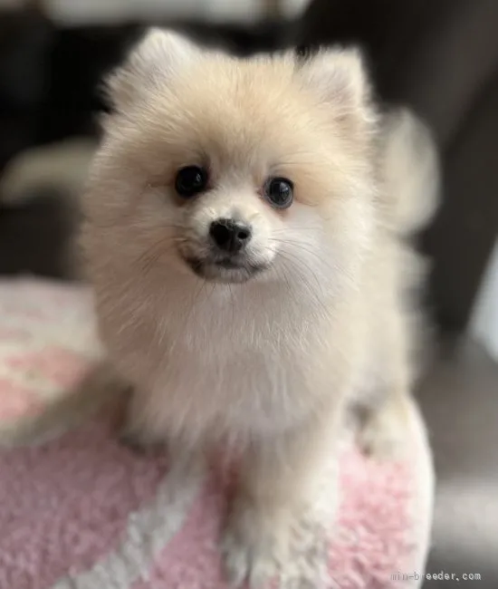 ID:2204-00211の子犬