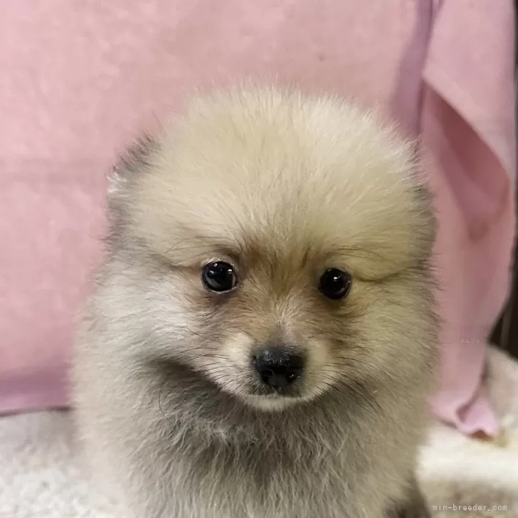 ID：2407-07926の子犬