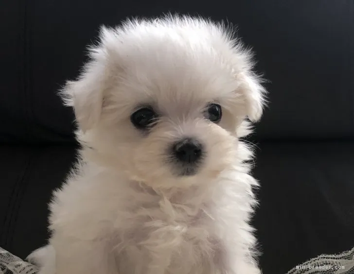 ID：1908-02314の子犬