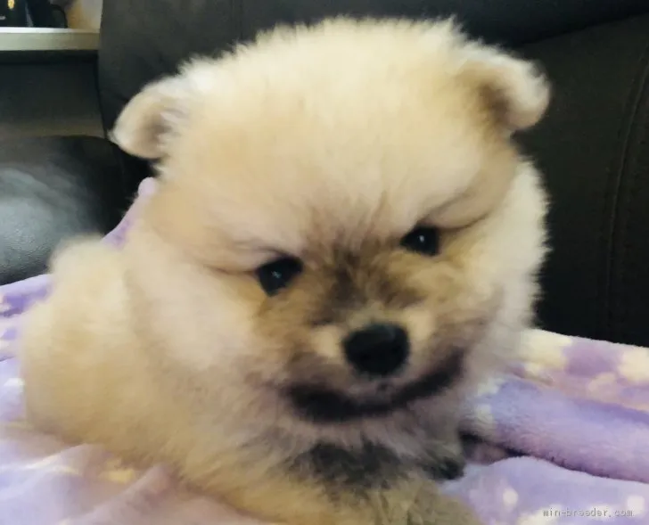 ID：2005-03200の子犬
