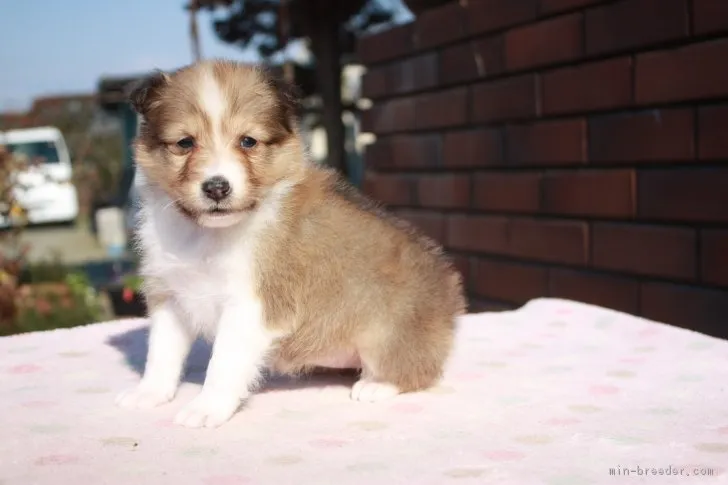 ID:1901-01550の子犬