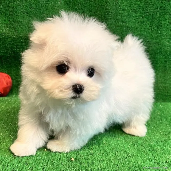 ID：2208-02119の子犬