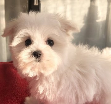マルチーズ【福岡県・男の子・2021年11月9日・ホワイト】の写真「ふわふわ可愛い💕」
