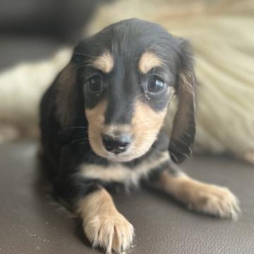 ミニチュアダックスフンド(ロング)【福岡県・男の子・2022年5月15日・ブラックタン】の写真「小ぶりで可愛い💕」