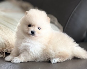 ポメラニアン【福岡県・男の子・2021年12月27日・クリーム】の写真「ふわふわ可愛い💕」
