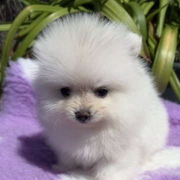 ポメラニアン【福岡県・女の子・2023年7月30日・ホワイト】の写真「ふかふかで可愛い💕」