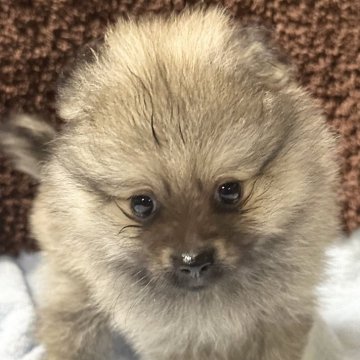 ポメラニアン【福岡県・男の子・2024年6月10日・ウルフセーブル】の写真「白くてふわふわ可愛い🌸」