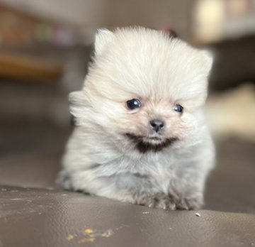 ポメラニアン【福岡県・男の子・2022年1月4日・クリーム】の写真「小ちゃくて可愛い💕」