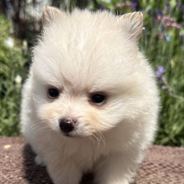 ポメラニアン【福岡県・男の子・2023年3月21日・クリーム】の写真「ふわふわ可愛い💕」