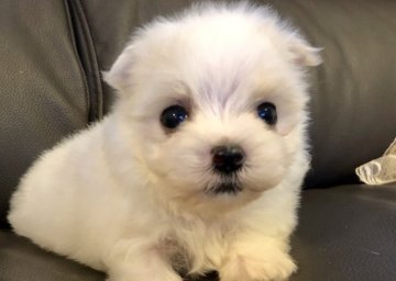 マルチーズ【福岡県・女の子・2019年7月15日・ホワイト】の写真「ふわふわで可愛い」