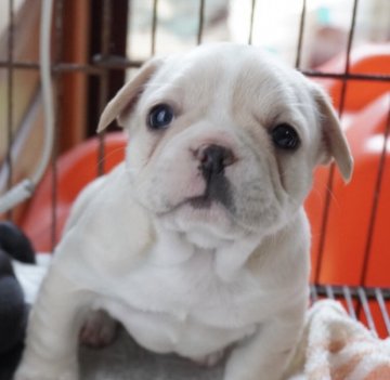 フレンチブルドッグ【福岡県・男の子・2021年1月3日・クリーム】の写真「むちむちで可愛い💕」