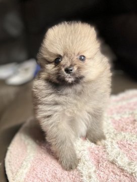 ポメラニアン【福岡県・女の子・2022年1月14日・オレンジセーブル】の写真「ふわふわ可愛い💕」