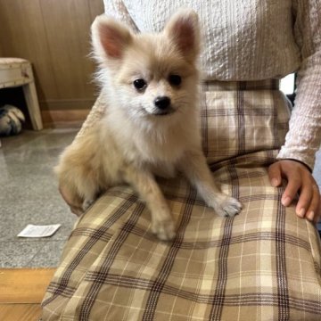 ポメラニアン【福岡県・女の子・2023年4月22日・ウルフセーブル】の写真「ふかふかで可愛い💕」