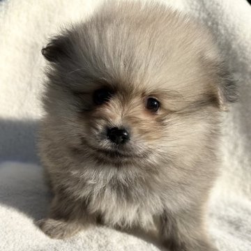 ポメラニアン【福岡県・男の子・2023年11月27日・ウルフセーブル】の写真「ふかふかで可愛い💕」