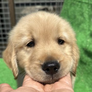 ゴールデンレトリバー【福岡県・男の子・2023年2月10日・ゴールデン】の写真「ハンサム
両親PRA遺伝子検査クリアしてます」