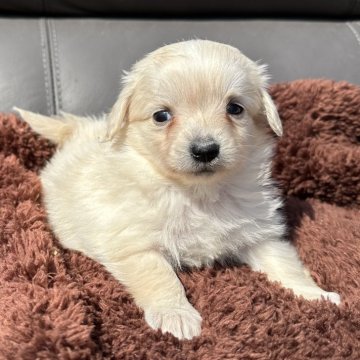 ポメックス(ポメラニアン×ダックスフンド)【福岡県・女の子・2024年2月5日・クリーム】の写真「短足で可愛い💕」